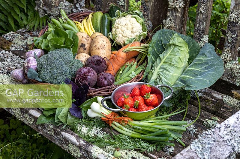 Légumes sur banc rustique recouvert de lichen. Ail, laitue, fraises, calabrese, chou «Duncan», courgettes, chou-fleur, fèves, betterave «Boltardy»