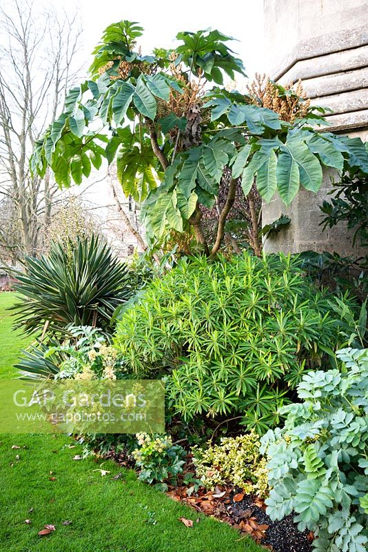 Parterre de fleurs de plantes à feuillage gras comprenant: Tetrapanax papyrifer 'Rex', Euphorbia mellifera, Melianthus major, Yucca et x Fatshedera lizei