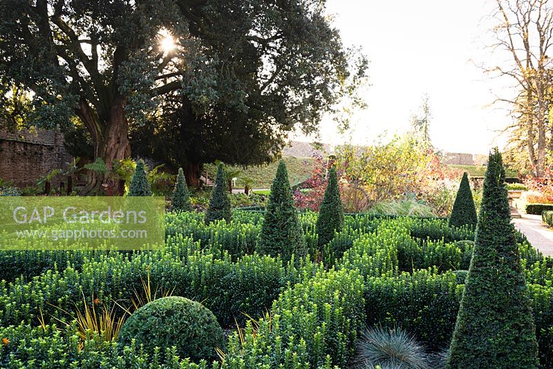 Jardin de noeuds formé à partir d'Euonymus 'Green Spire', contenant des Taxus taillés - Pyramides et dômes d'if