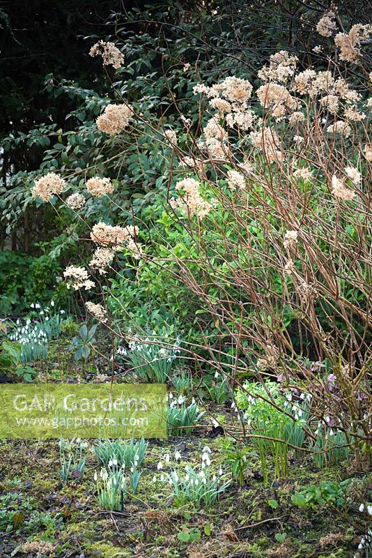 Parterres de fleurs avec des touffes de Galanthus - Snowdrop - sous Hortensia avec fleurs fanées