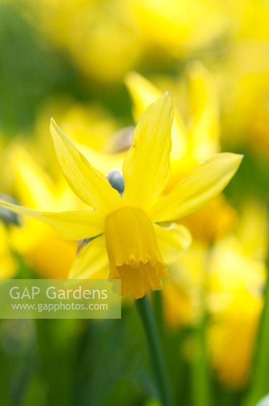 Narcissus cyclamineus 'Février Gold' - Jonquille 'Février Gold'