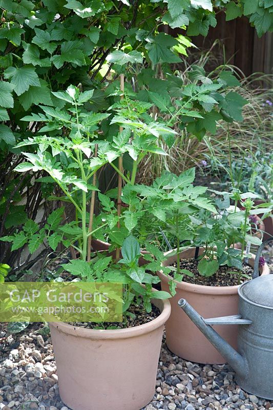 Tomate Gardener's Delight et Zinnia dans de nouveaux pots en terre cuite d'argile, gravier comme paillis pour retenir l'humidité