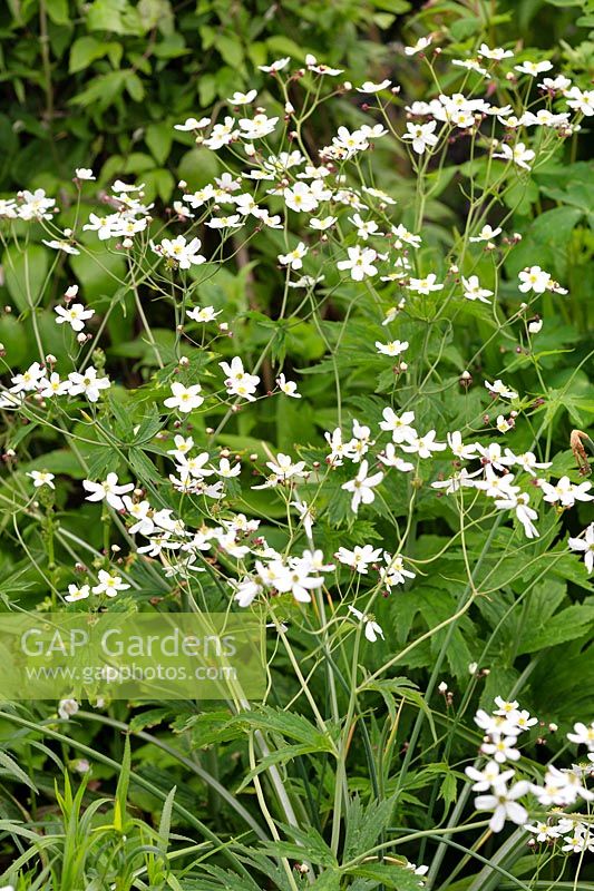 Ranunculus aconitifolius - Boutons Bachelor Blanc