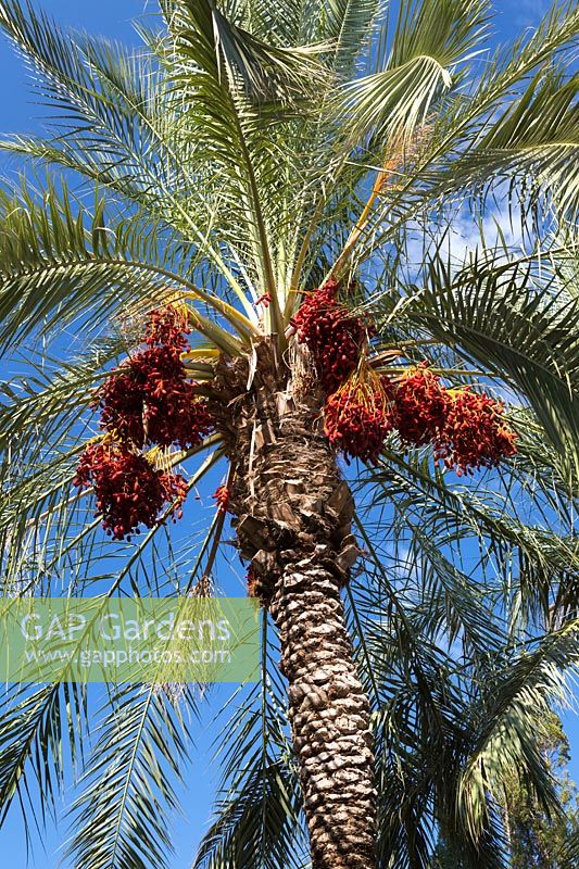 Phoenix dactylifera - Date Palm Tree - contre un ciel bleu