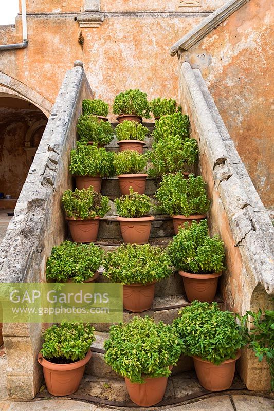Plantes en pots en terre cuite sur escalier en pierre
