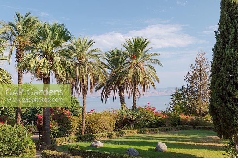 Jardin avec Phoenix dactylifera - palmiers dattiers, donnant sur la mer de Galilée à l'église des Béatitudes sur le Mont des Béatitudes, région de la mer de Galilée, Israël.