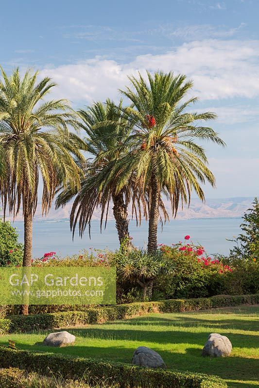 Jardin avec Phoenix dactylifera - palmiers dattiers donnant sur la mer de Galilée à l'église des Béatitudes sur le Mont des Béatitudes, région de la mer de Galilée, Israël.