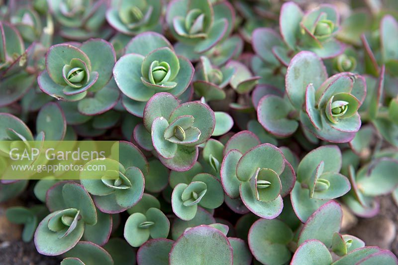 Sedum Sunsparkler 'Lime Zinger'