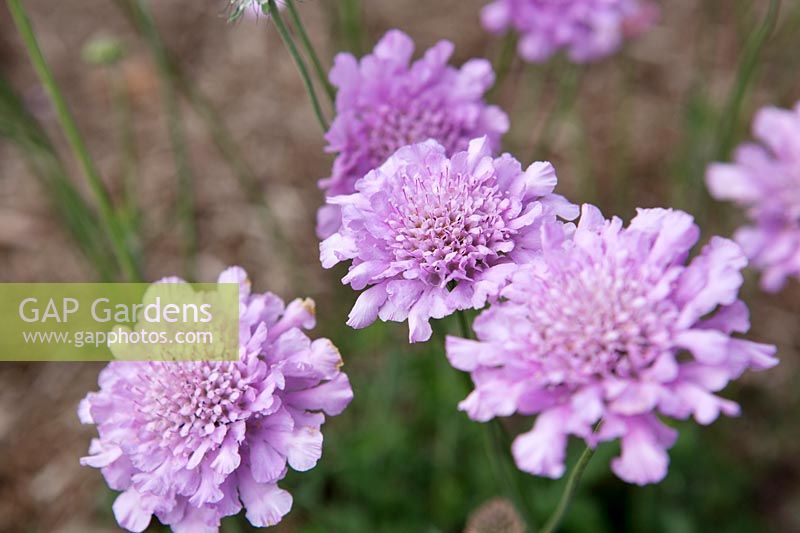 Scabious 'Flutterby Pink'