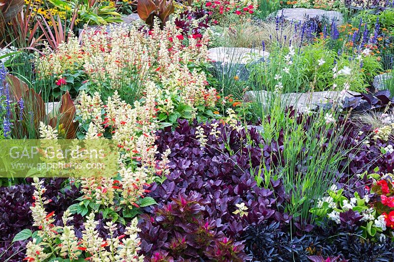 Salvia Mojave 'Red and White Bicolor' - Sauge, Alternanthera dentata 'Purple Knight' - Manteau de Joseph, herbe ornementale en parterre de fleurs