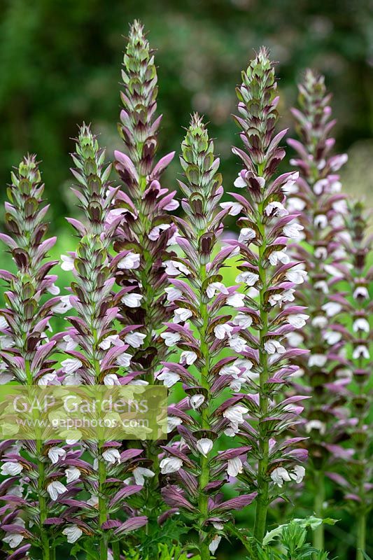 Acanthus hungaricus 'Lèvres blanches'