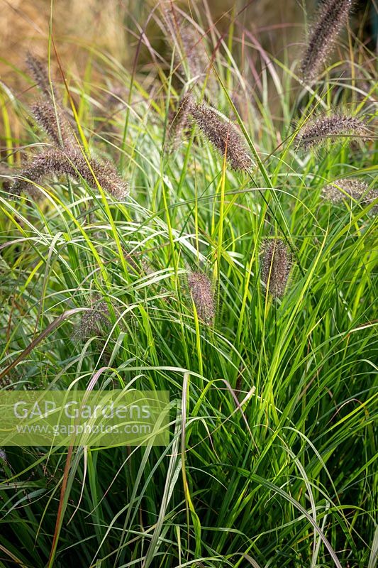 Pennisetum alopecuroides 'Red Head' - Herbe de fontaine chinoise