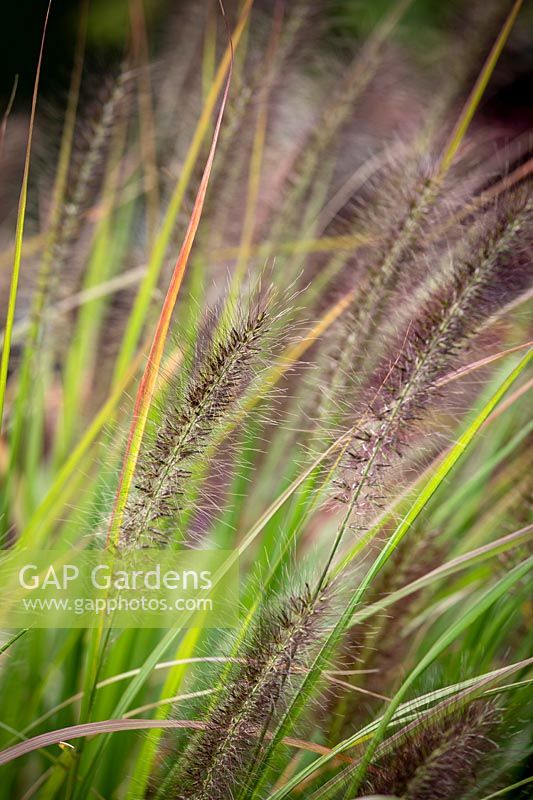 Pennisetum alopecuroides 'Red Head' - Herbe de fontaine chinoise