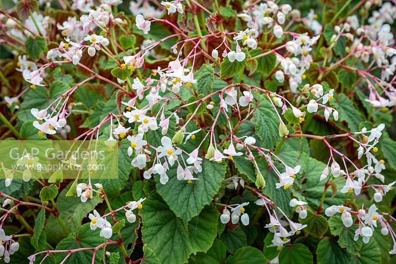 Begonia grandis subsp. evansiana var. «Alba»