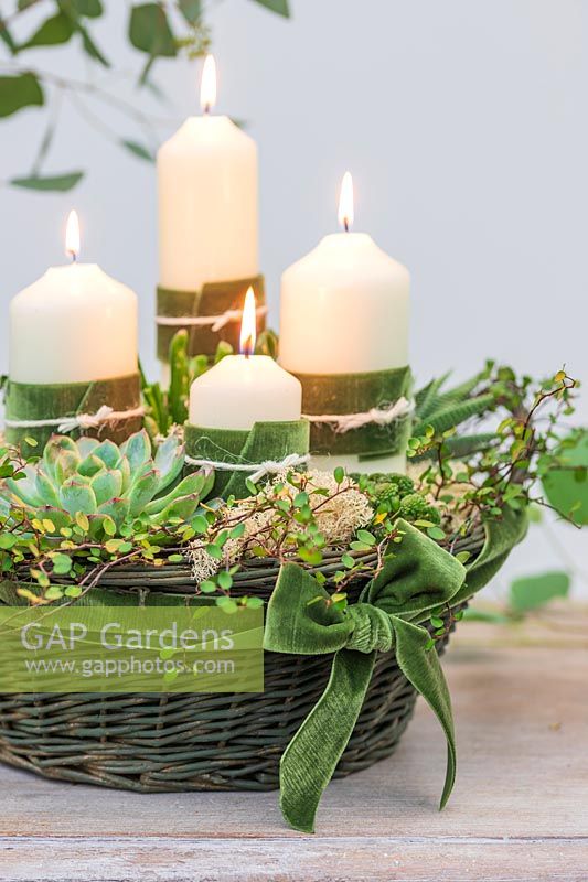 Arrangement de l'Avent dans un panier avec des bougies blanches et des plantes succulentes, y compris Monanthes, Haworthia, Sempervivum et Muhlenbeckia