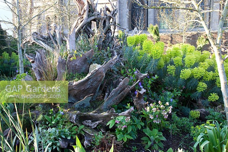 Le Stumpery Garden, avec des rondins de bois sculpturaux, des hellébores, Euphorbia et Vinca. Château d'Arundel, West Sussex, Royaume-Uni.