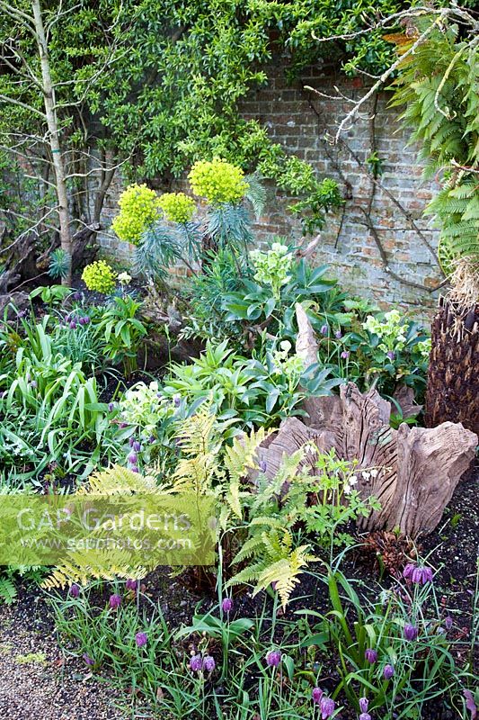 Souche d'arbre sculpturale avec parterre de fleurs printanières, avec Euphorbia, hellébores, fritillaires à tête de serpent et fougères. Le Stumpery Garden, le château d'Arundel, West Sussex, UK.