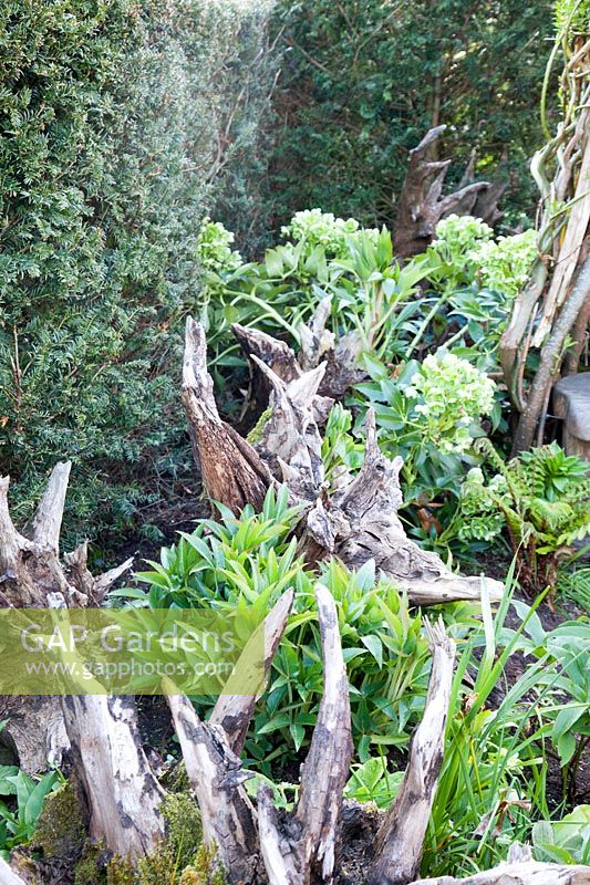 Hellébores poussant autour de souches de bois sculpturales. Le Stumpery Garden, le château d'Arundel, West Sussex, UK.
