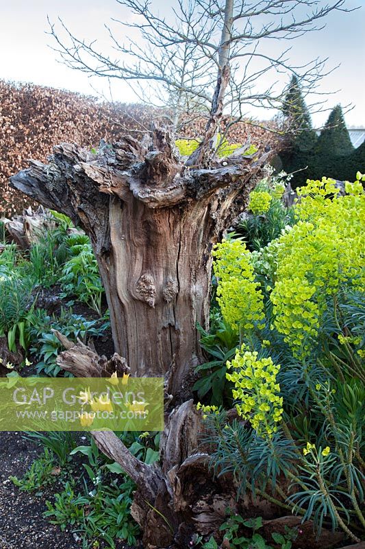 Souche d'arbre sculpturale dramatique avec plantation de printemps. Le Stumpery Garden, le château d'Arundel, West Sussex, UK.