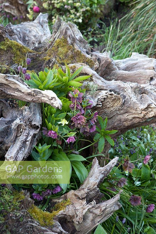Les hellébores hybrides doubles poussant autour de souches de bois sculpturales décoratives dans le jardin de printemps. Le Stumpery Garden, le château d'Arundel, West Sussex, UK.