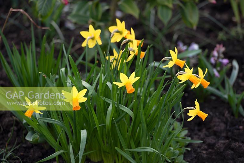 Narcissus cyclamineus 'Jetfire' en mars.