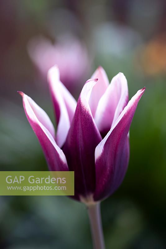 Tulipa 'Arabian Mystery' - Tulip 'Arabian Mystery' en avril.