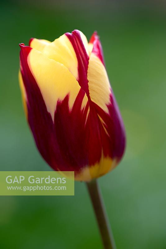 Tulipa 'Helmar' - Tulipe 'Helmar' en avril.
