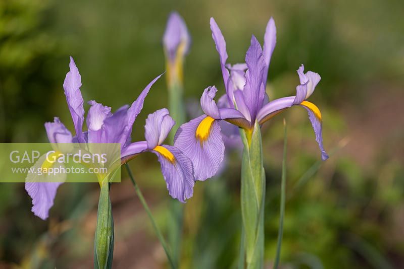 Iris hollandica 'Panthère rose'