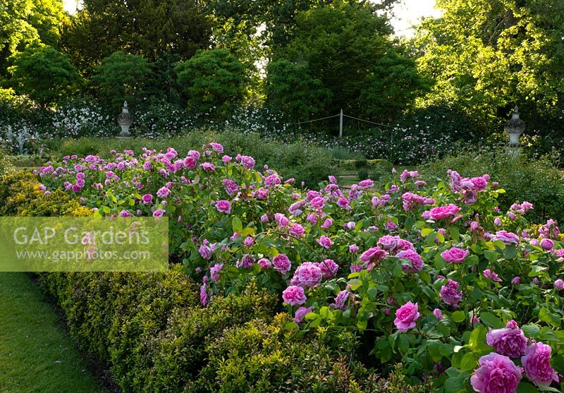 Un grand parterre de fleurs contenant Rosa 'Jacques Cartier' aux jardins de Chiswick House, Chiswick House