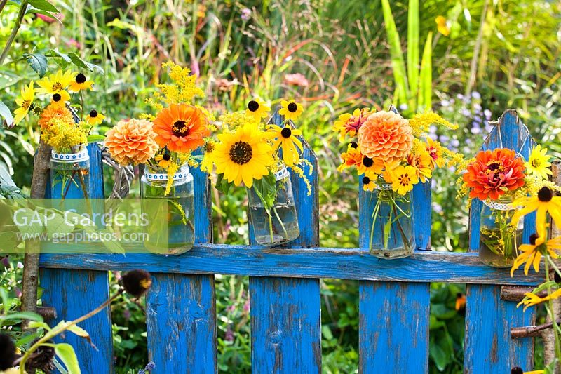 Fleurs coupées: Tagetes, Dahlia, Zinnia, Helianthus - Tournesol, Solidago et Rudbeckia, dans une rangée de bocaux en verre accrochés à une clôture