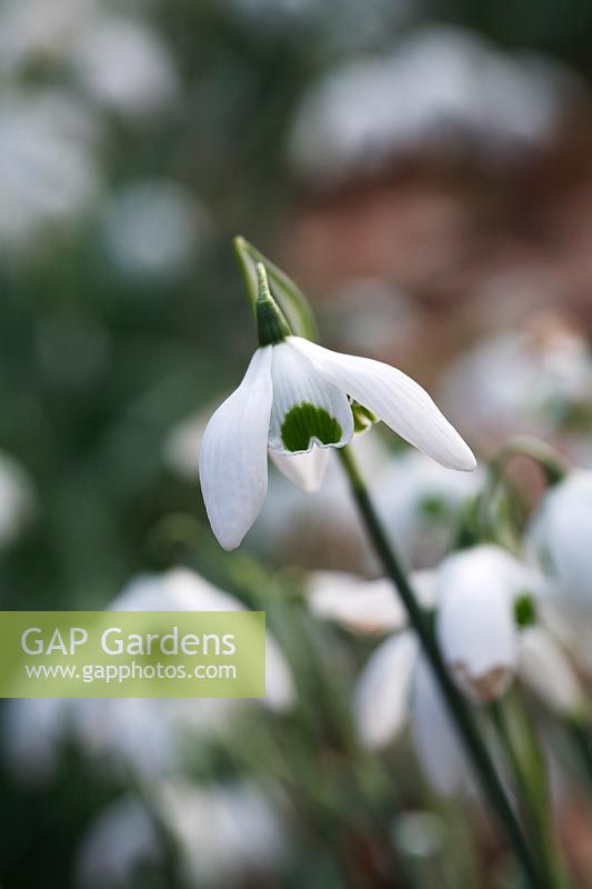 Galanthus 'Ophelia' - Perce-neige 'Ophelia'