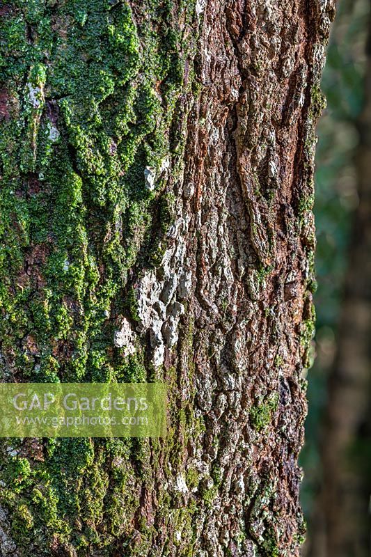 Diploicia canescens - lichen blanc et mousse sur tronc d'arbre
