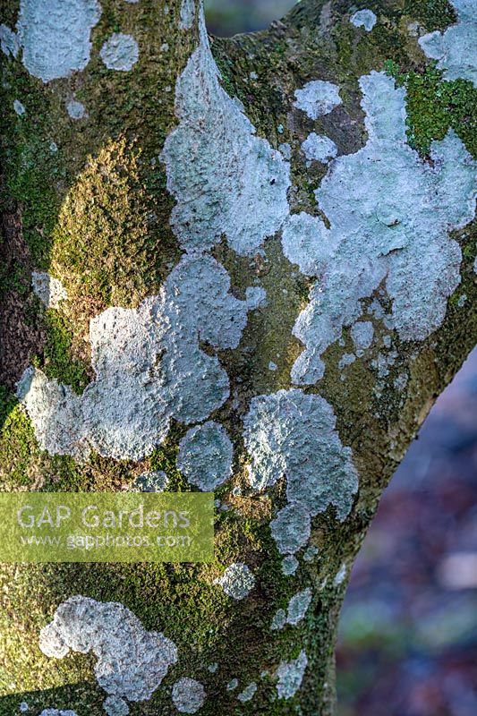 Diploicia canescens - Lichen blanc