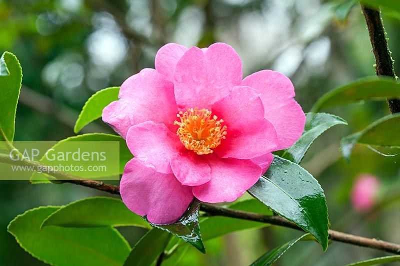 Camellia sasanqua 'Hiryu' - décembre
