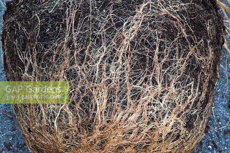 Racines congestionnées de Pennisetum xadvena 'Rubrum' - Plante herbacée ornementale retirée du pot