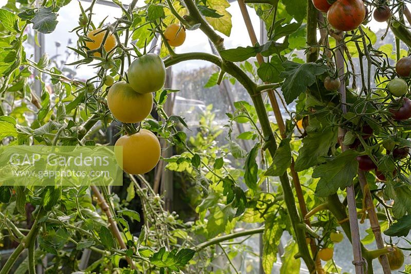 Tomates patrimoniales dans une serre dont 'Carters Golden Sunrise' 1884, 'Red Zebra' et 'Black Cherry '.