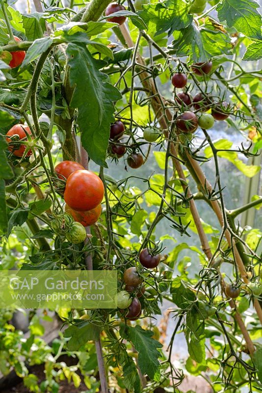 Tomates patrimoniales dans une serre dont 'Red Zebra' et 'Black Cherry '.