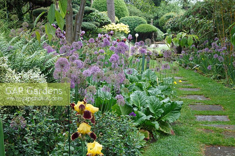 Alliums violets au jardin de méditation japonais Pure Land