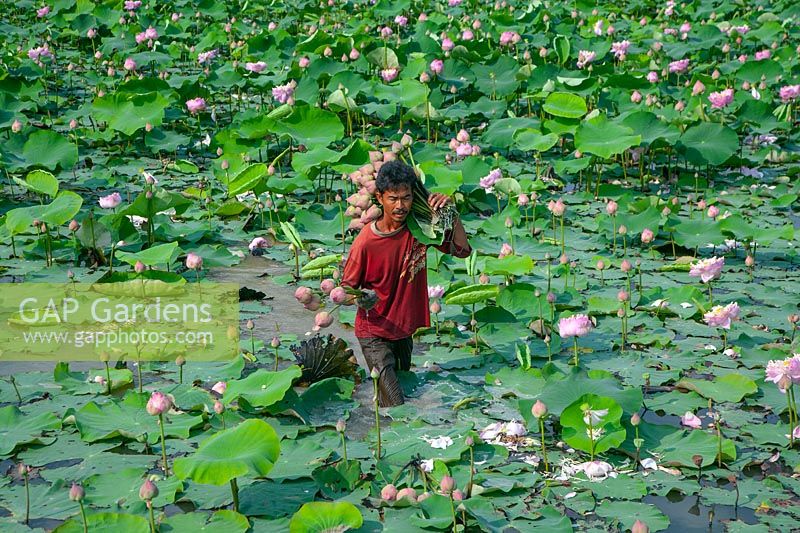 Homme récolte Nelumbo nucifera - fleurs de lotus en Thaïlande.