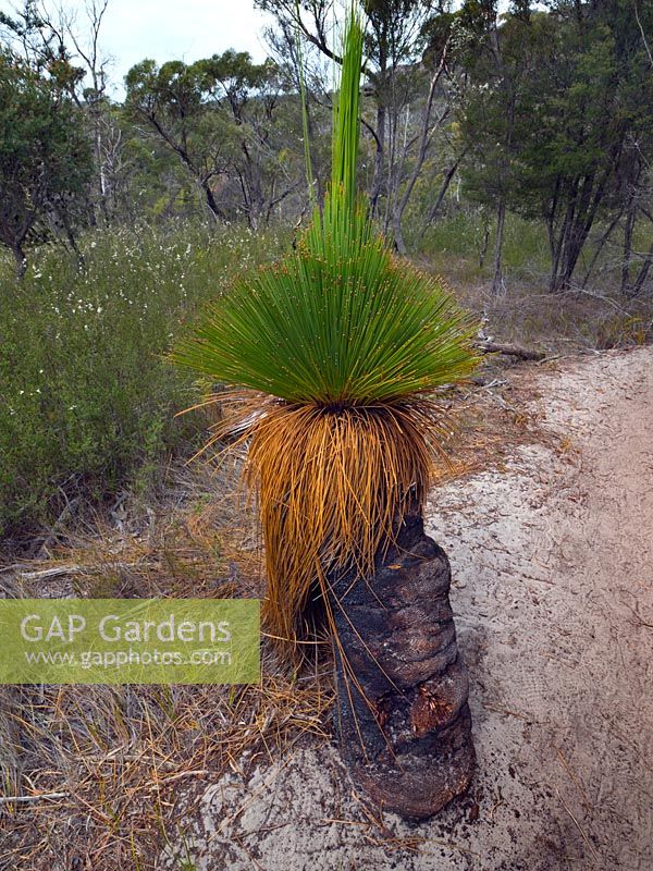 Xanthorrhoea australis - herbe-arbre, Freycinet National Park, Tasmanie, Australie.