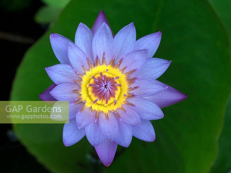 Nymphaea nouchali var. caerulea - Nénuphar, Thaïlande