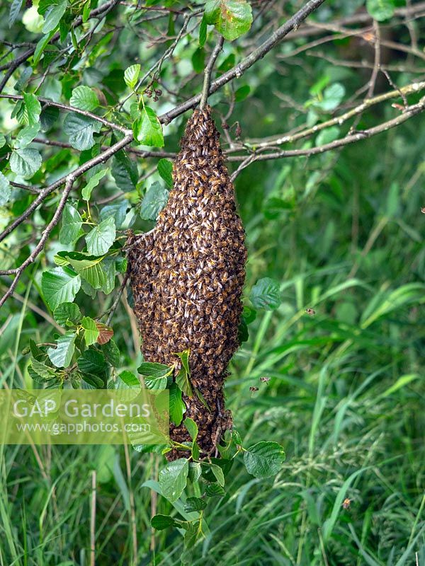 Apis mellifera - Un début d'abeilles sur l'aulne Betulaceae branch