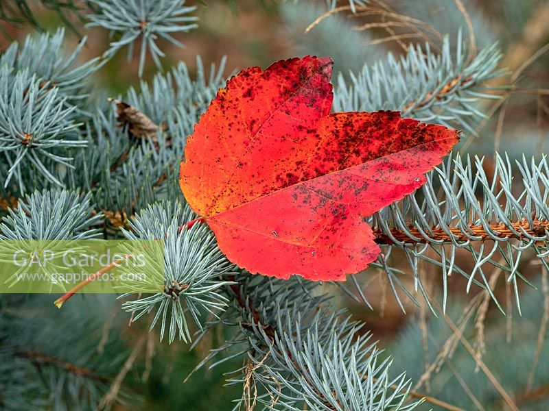Abies lasiocarpa 'Compacta' et feuilles mortes d'Acer rubrum 'October glory'