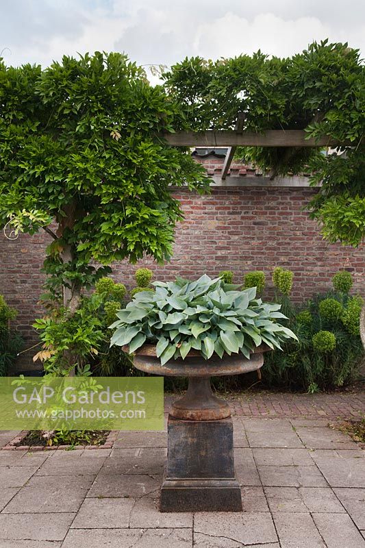 Urne classique en fonte avec Hosta 'Halcyon' devant Euphorbias et pergola en bois - Hollande