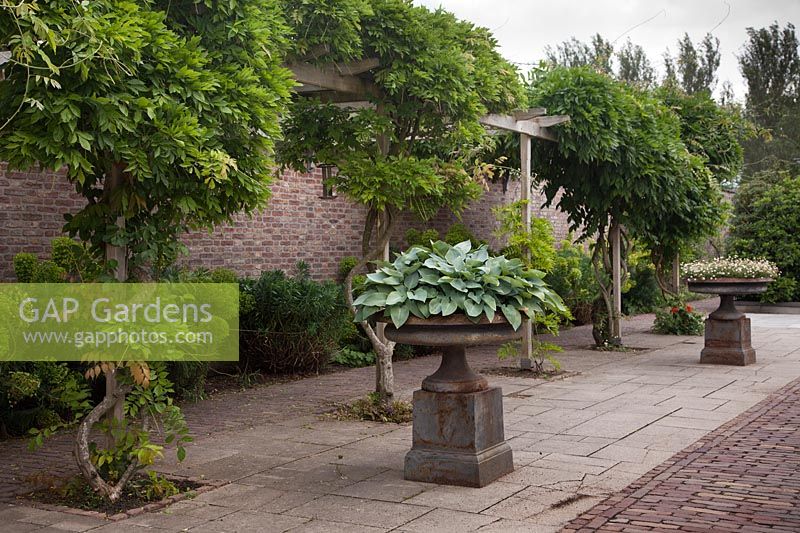 Urnes classiques en fonte avec Erigeron karvinskianus et Hosta 'Halcyon' dans jardin patio avec pergola - Hollande