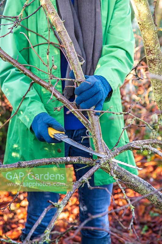 Femme à l'aide d'une grande scie d'élagage pour tailler un arbre prune 'Victoria' en hiver