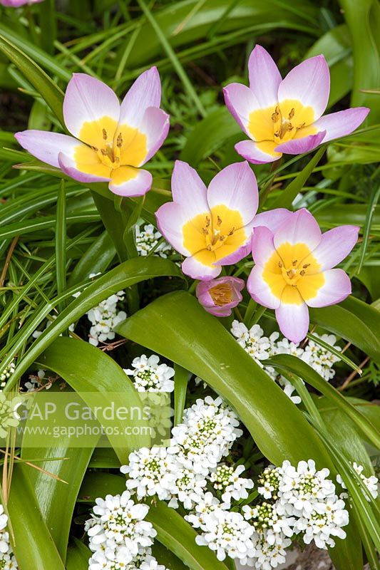 Tulipa saxatilis bakeri group 'Lilac wonder' et Iberis sempervirens 'Snow Cone' - Candytuft
