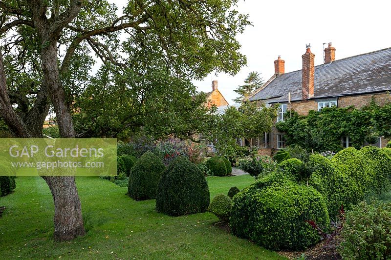 Boîte topiaire dans jardin à Yews Farm, Martock, Somerset