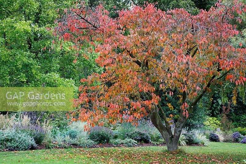 Prunus sargentii au Jardin botanique de Winterbourne, octobre
