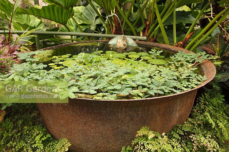 Bassin métallique circulaire entouré de plantes à feuillage